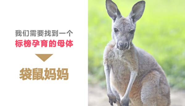 歐賽斯超級(jí)品牌引擎® 新冠軍商業(yè)實(shí)戰(zhàn)案例:孕味食足